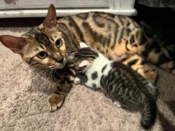 Reunited Female Cat last seen Toscana 52, Feasterville-Trevose, PA 19053