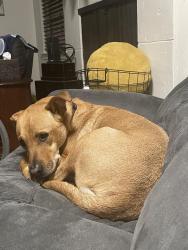 Reunited Male Dog last seen Carmichael Park, Carmichael, CA 95608