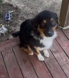 Lost Female Dog last seen Bradshaw rd and heights rd, Sacramento, CA 95829