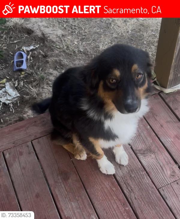 Lost Female Dog last seen Bradshaw rd and heights rd, Sacramento, CA 95829