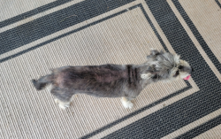Reunited Female Dog last seen Mockingbird Drive, Alvin, TX 77511