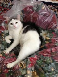 Reunited Male Cat last seen Carlton Ave., Evesham, NJ 08053