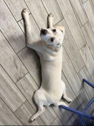 Lost Female Dog last seen Settlement Drive, Round Rock, TX 78665