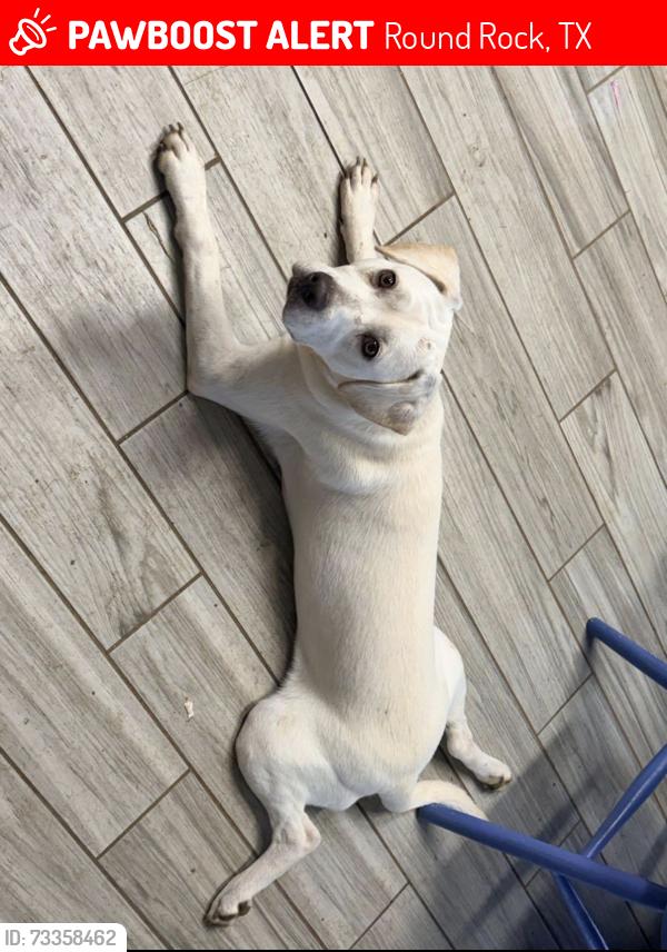 Lost Female Dog last seen Settlement Drive, Round Rock, TX 78665