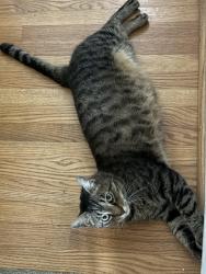 Lost Male Cat last seen Gail Dr and N Druid Hills, Brookhaven, GA 30319