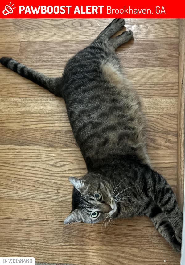 Lost Male Cat last seen Gail Dr and N Druid Hills, Brookhaven, GA 30319