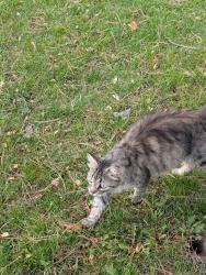 Found/Stray Female Cat last seen Chester Le Park, Pharmacy Ave., Toronto, ON M1W 2K7