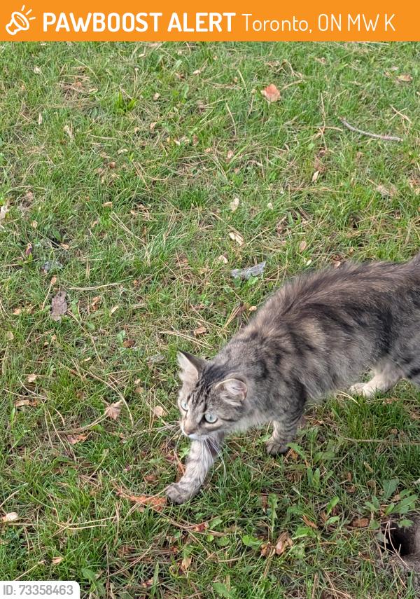 Found/Stray Female Cat last seen Chester Le Park, Pharmacy Ave., Toronto, ON M1W 2K7