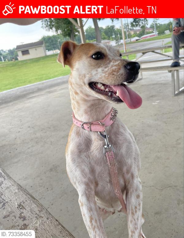 Lost Female Dog last seen apmts on s eighth st, LaFollette, TN 37766