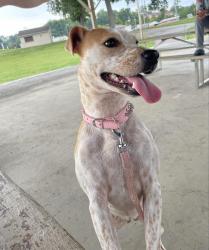 Lost Female Dog last seen apmts on s eighth st, LaFollette, TN 37766