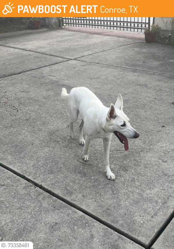 Found/Stray Female Dog last seen first street/lewis park/ pecan tree, Conroe, TX 77301