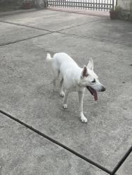 Found/Stray Female Dog last seen first street/lewis park/ pecan tree, Conroe, TX 77301