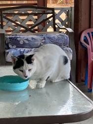 Found/Stray Unknown Cat last seen Saratoga, Apple Valley, CA 92308