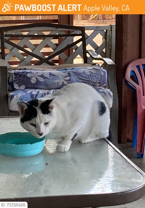 Found/Stray Unknown Cat last seen Saratoga, Apple Valley, CA 92308