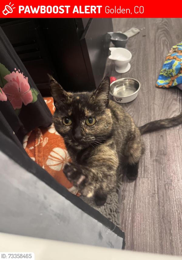 Lost Female Cat last seen Simms st and 8th st, Golden, CO 80401