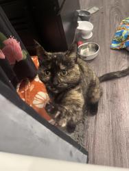 Lost Female Cat last seen Simms st and 8th st, Golden, CO 80401