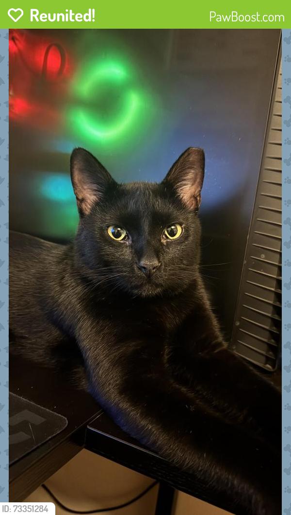 Reunited Male Cat last seen Fennigan lane & League city pkwy, League City, TX 77573