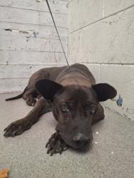 Shelter Stray Male Dog last seen Near BLOCK S IDYLLWILD AVE, 333 Chandler Pl, San Bernardino, CA 92408, USA