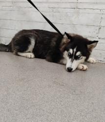 Shelter Stray Male Dog last seen HERRITAGE AND BASELINE, 333 Chandler Pl, San Bernardino, CA 92408, USA