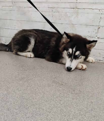 Shelter Stray Male Dog last seen HERRITAGE AND BASELINE, 333 Chandler Pl, San Bernardino, CA 92408, USA