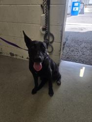 Shelter Stray Female Dog last seen INLAND CENTER MALL AND E ST, 333 Chandler Pl, San Bernardino, CA 92408, USA