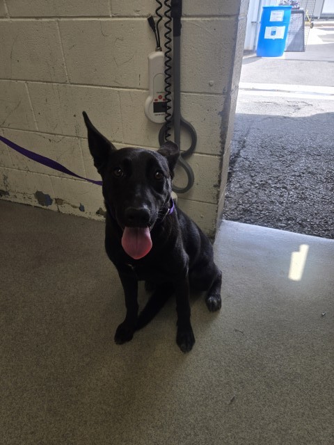 Shelter Stray Female Dog last seen INLAND CENTER MALL AND E ST, 333 Chandler Pl, San Bernardino, CA 92408, USA