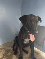 Shelter Stray Male Dog last seen Near BLOCK W CLEVELAND ST, 333 Chandler Pl, San Bernardino, CA 92408, USA