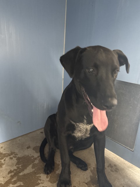 Shelter Stray Male Dog last seen Near BLOCK W CLEVELAND ST, 333 Chandler Pl, San Bernardino, CA 92408, USA
