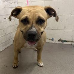 Shelter Stray Female Dog last seen POPLAR AND VAN LEUVEN, 333 Chandler Pl, San Bernardino, CA 92408, USA