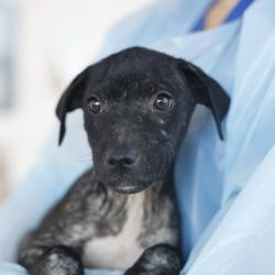 Shelter Stray Male Dog last seen Near BLOCK AMANDA ST, 4710 TX-151, San Antonio, TX 78227, USA