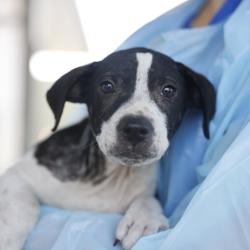 Shelter Stray Male Dog last seen Near BLOCK AMANDA ST, 4710 TX-151, San Antonio, TX 78227, USA