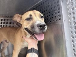 Shelter Stray Male Dog last seen W BUCKEYE RD AND LOOP 202 FWY, 2500 S 27th Ave, Phoenix, AZ 85009, USA