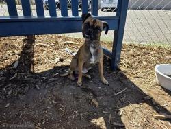Shelter Stray Male Dog last seen Near BLOCK S LOWELL BLVD, DENVER CO 80219, 1241 W Bayaud Ave, Denver, CO 80223, USA