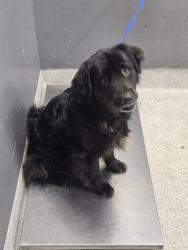 Shelter Stray Male Dog last seen Near BLOCK COMANCHE LN, TALLAHASSEE FL 32304, 1125 Easterwood Dr, Tallahassee, FL 32311, USA