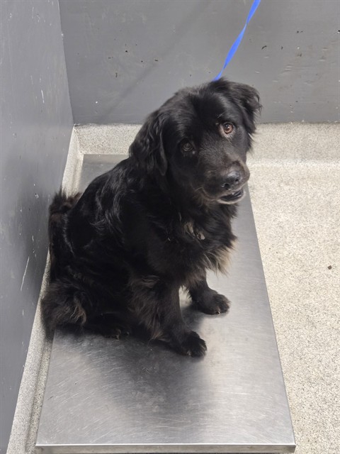 Shelter Stray Male Dog last seen Near BLOCK COMANCHE LN, TALLAHASSEE FL 32304, 1125 Easterwood Dr, Tallahassee, FL 32311, USA