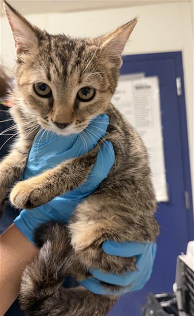 Shelter Stray Female Cat last seen CANAL/ALFRED HARRELL HWY, 3951 Fruitvale Ave, Bakersfield, CA 93308, USA