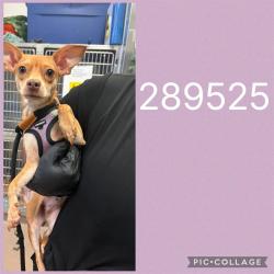 Shelter Stray Female Dog last seen MCKINLEY DR, 4214 Fulton Mill Rd, Macon, GA 31216, USA