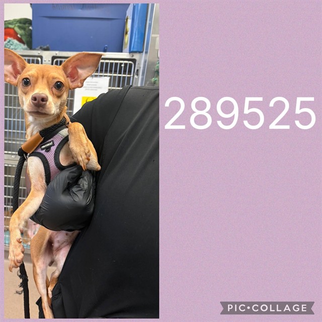 Shelter Stray Female Dog last seen MCKINLEY DR, 4214 Fulton Mill Rd, Macon, GA 31216, USA