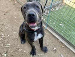 Shelter Stray Male Dog last seen , 14409 Vanowen St, Van Nuys, CA 91405, USA