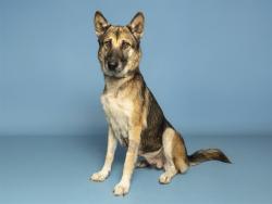 Shelter Stray Female Dog last seen 63RD AVE AND OSBORN, 5501 E Van Buren St, Phoenix, AZ 85008, USA