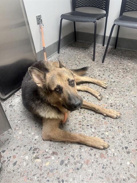 Shelter Stray Male Dog last seen E THOMAS & 29TH, 5501 E Van Buren St, Phoenix, AZ 85008, USA