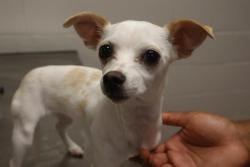 Shelter Stray Female Dog last seen Near BLOCK POLO RD, 127 Humane Ln, Columbia, SC 29201, USA