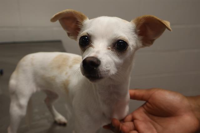 Shelter Stray Female Dog last seen Near BLOCK POLO RD, 127 Humane Ln, Columbia, SC 29201, USA