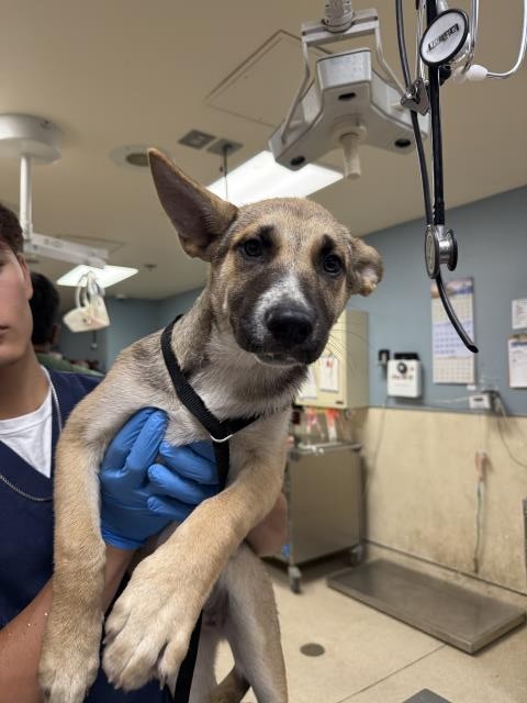 Shelter Stray Female Dog last seen VAN BUREN BLVD/ JURUPA AVE, RIVERSIDE CA 92503, 6851 Van Buren Boulevard, Jurupa Valley, CA 92509, USA