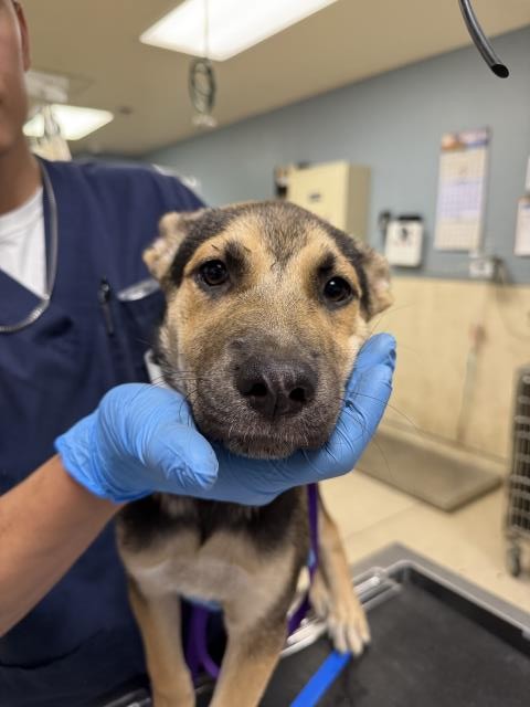 Shelter Stray Female Dog last seen VAN BUREN BLVD/ JURUPA AVE, RIVERSIDE CA 92503, 6851 Van Buren Boulevard, Jurupa Valley, CA 92509, USA