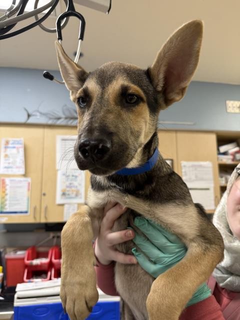 Shelter Stray Male Dog last seen VAN BUREN BLVD/ JURUPA AVE, RIVERSIDE CA 92503, 6851 Van Buren Boulevard, Jurupa Valley, CA 92509, USA