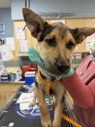 Shelter Stray Male Dog last seen VAN BUREN BLVD/ JURUPA AVE, RIVERSIDE CA 92503, 6851 Van Buren Boulevard, Jurupa Valley, CA 92509, USA