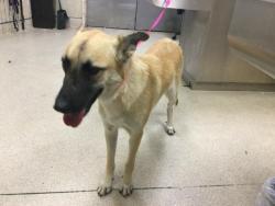 Shelter Stray Female Dog last seen 58TH AND CEDAR ST, RIVERSIDE, CA, 6851 Van Buren Boulevard, Jurupa Valley, CA 92509, USA