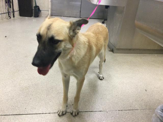 Shelter Stray Female Dog last seen 58TH AND CEDAR ST, RIVERSIDE, CA, 6851 Van Buren Boulevard, Jurupa Valley, CA 92509, USA