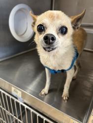 Shelter Stray Male Dog last seen DELAWARE AND CYPRESS STREET, 130 Beyer Way, Chula Vista, CA 91911, USA